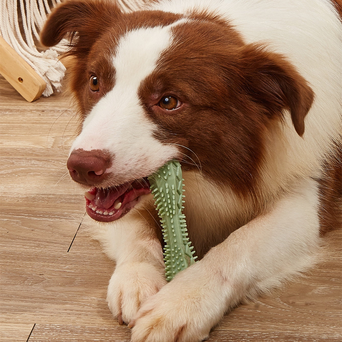 Chew Toy Dog Teeth Cleaning
