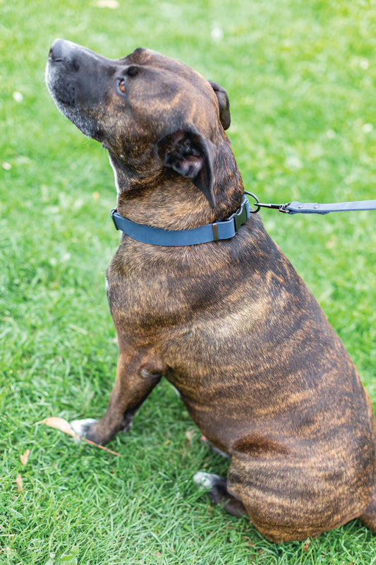 Sport Style Blue Leather Leash