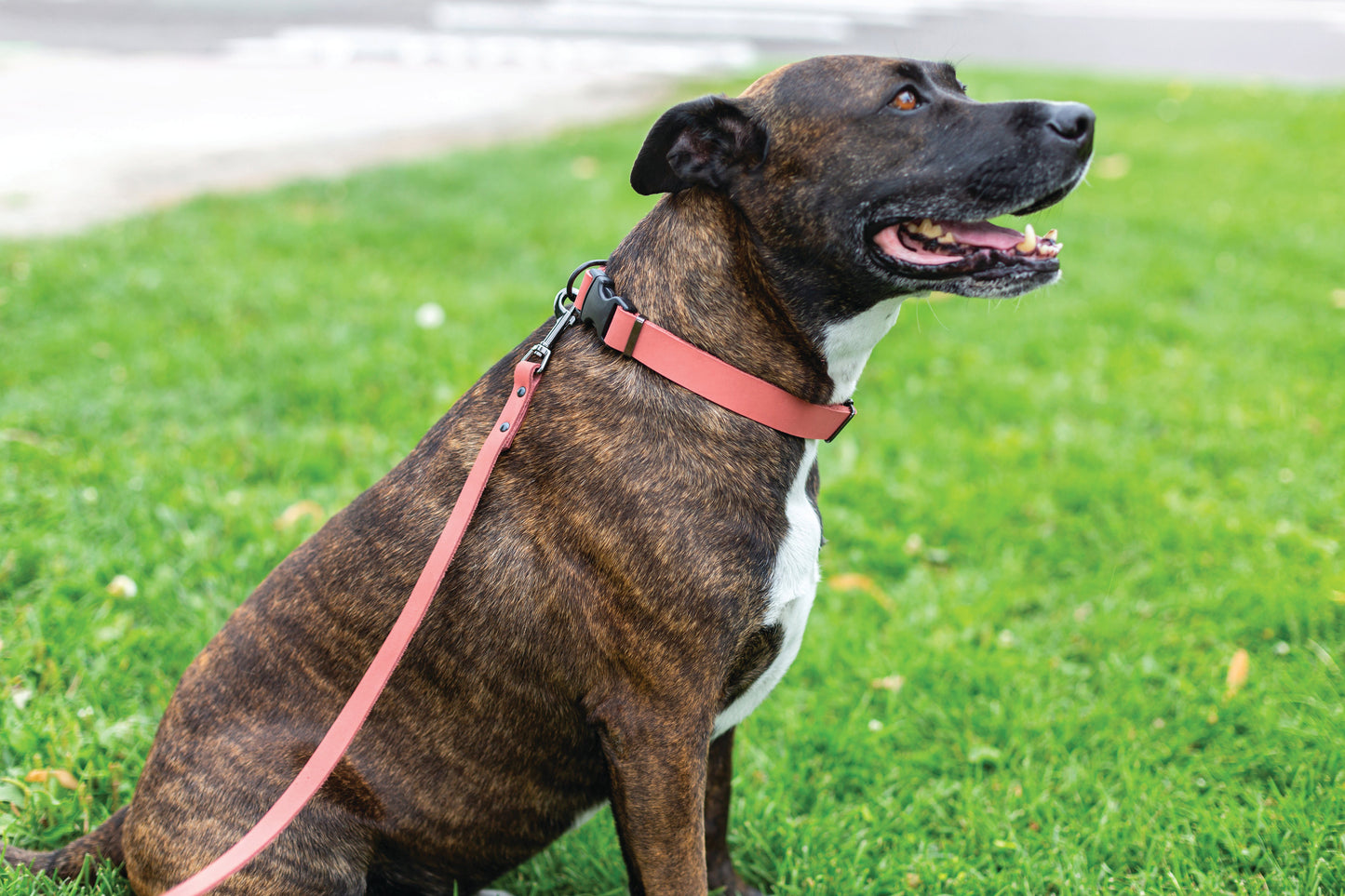 Sporty Coral Reef Leather Leash