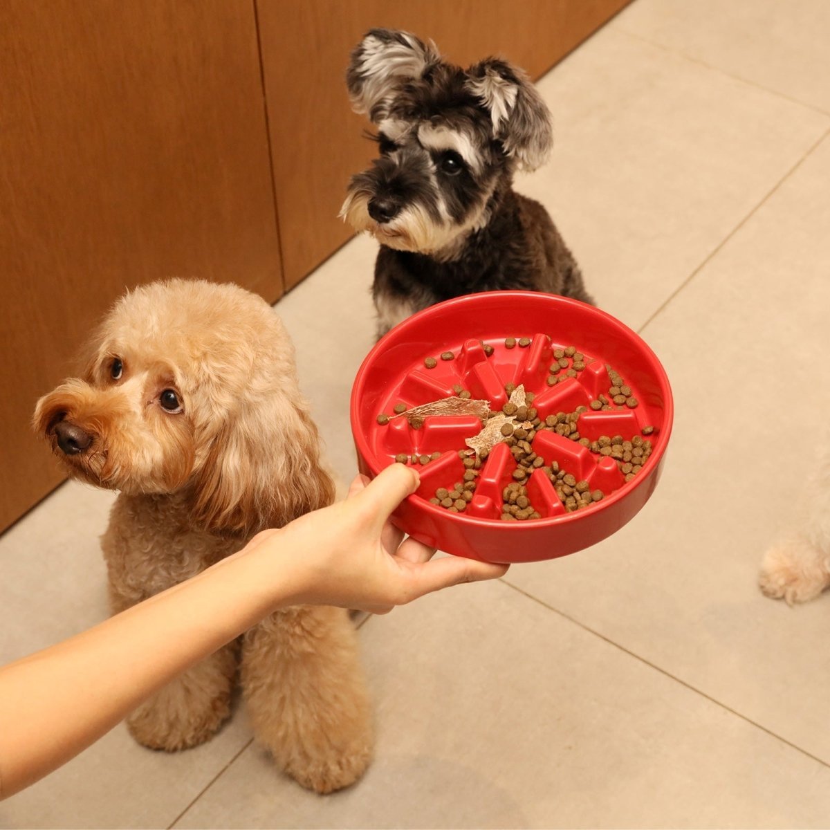 Raised Slow Feeder Dog Bowls