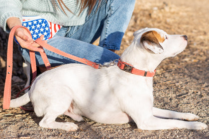 Red/ Orange Leather Dog Collar with Metal Buckle