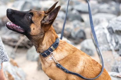 Multi-colored Style Leather Dog Collar