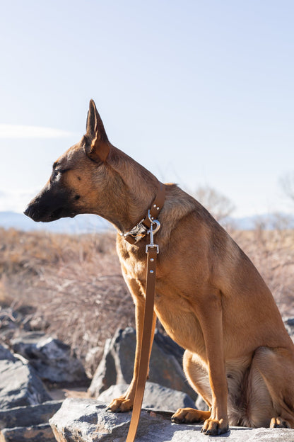 Modern Quick-Release Earth Brown Leather Collar