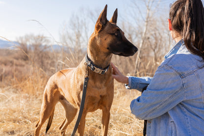 Modern Quick-Release Blue Leather Dog Collar