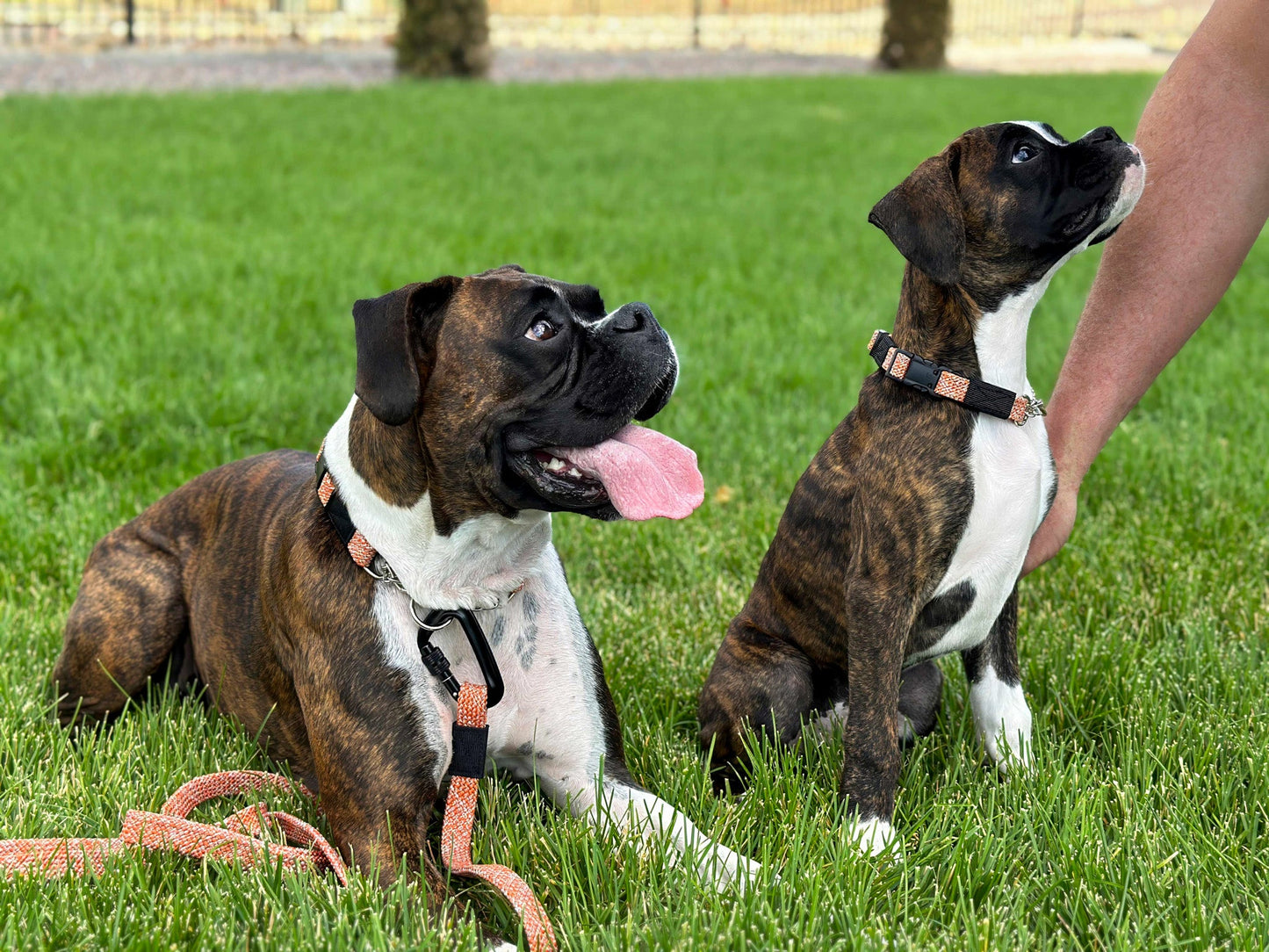 Chain Weave Climbing Rope Martingale Dog Collar