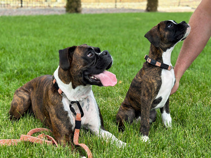 Orange Climbing Rope Dog Leash