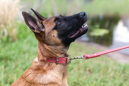 Multi-colored Style Leather Dog Collar