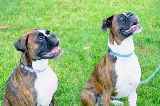 Frozen Forest Nylon Dog Leash