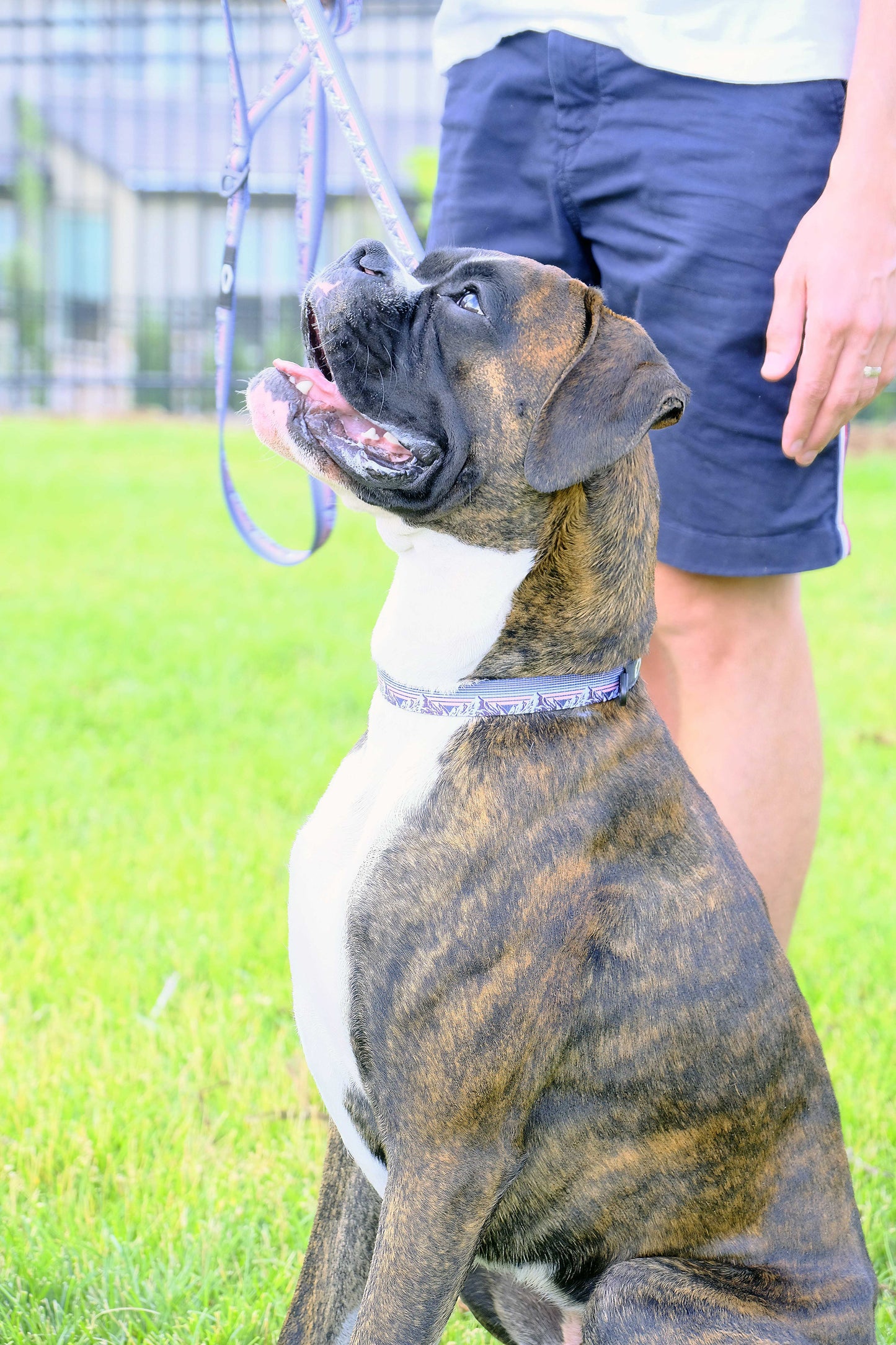 Sunset Nylon Dog Collar