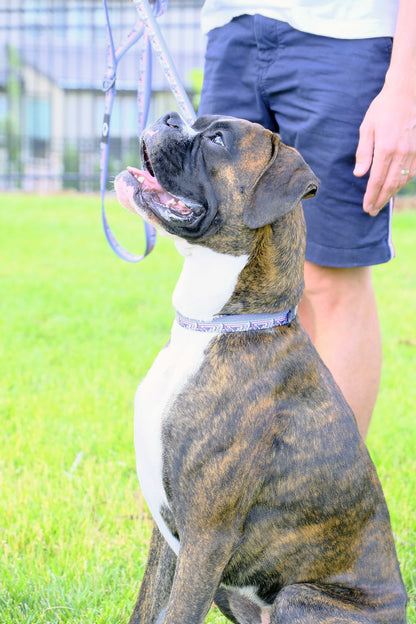 Sunset Nylon Dog Collar